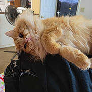 Junior is registered to the contest to win money with this photo: cat, orange_cat, fluffy, indoor, bag, window, evening, furniture, fan, curtain, door, carpet, cozy, relaxed, pet, animal, whiskers, fur, cute, sideways