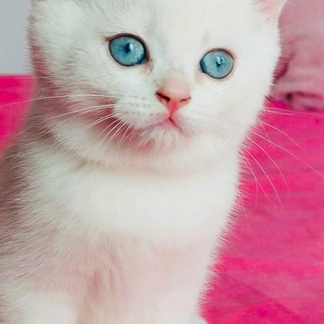 Emmanuel Philibert a rejoint le concours — aidez-le/la à gagner de superbes lots ! adorable, animal, blue_eyes, cat, close_up, cute, domestic_cat, feline, fluffy, indoors, kitten, mammal, pet, pink_background, sitting, small, soft, whiskers, white_fur, young