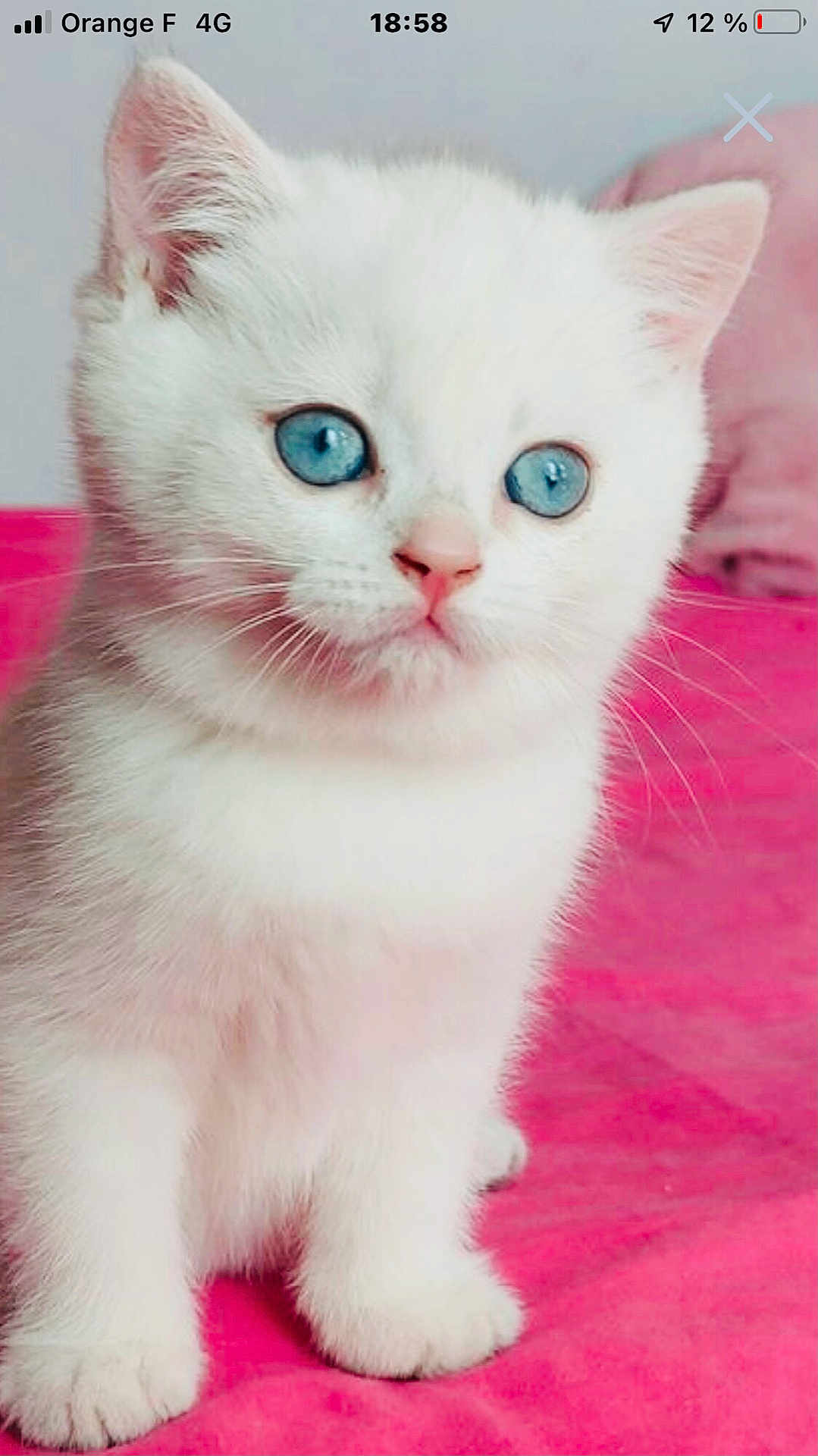 Emmanuel Philibert a rejoint le concours — aidez-le/la à gagner de superbes lots ! kitten, cat, white_fur, blue_eyes, pet, animal, cute, fluffy, small, pink_background, indoors, sitting, whiskers, young, mammal, feline, close_up, adorable, soft, domestic_cat