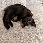 Kiloo participe au concours pour gagner de l'argent avec cette photo : black_cat, kitten, pet, animal, feline, indoor, couch, gray, upside_down, relaxed, cute, young_cat, fur, whiskers, paw, ears, home, cozy, resting, curious