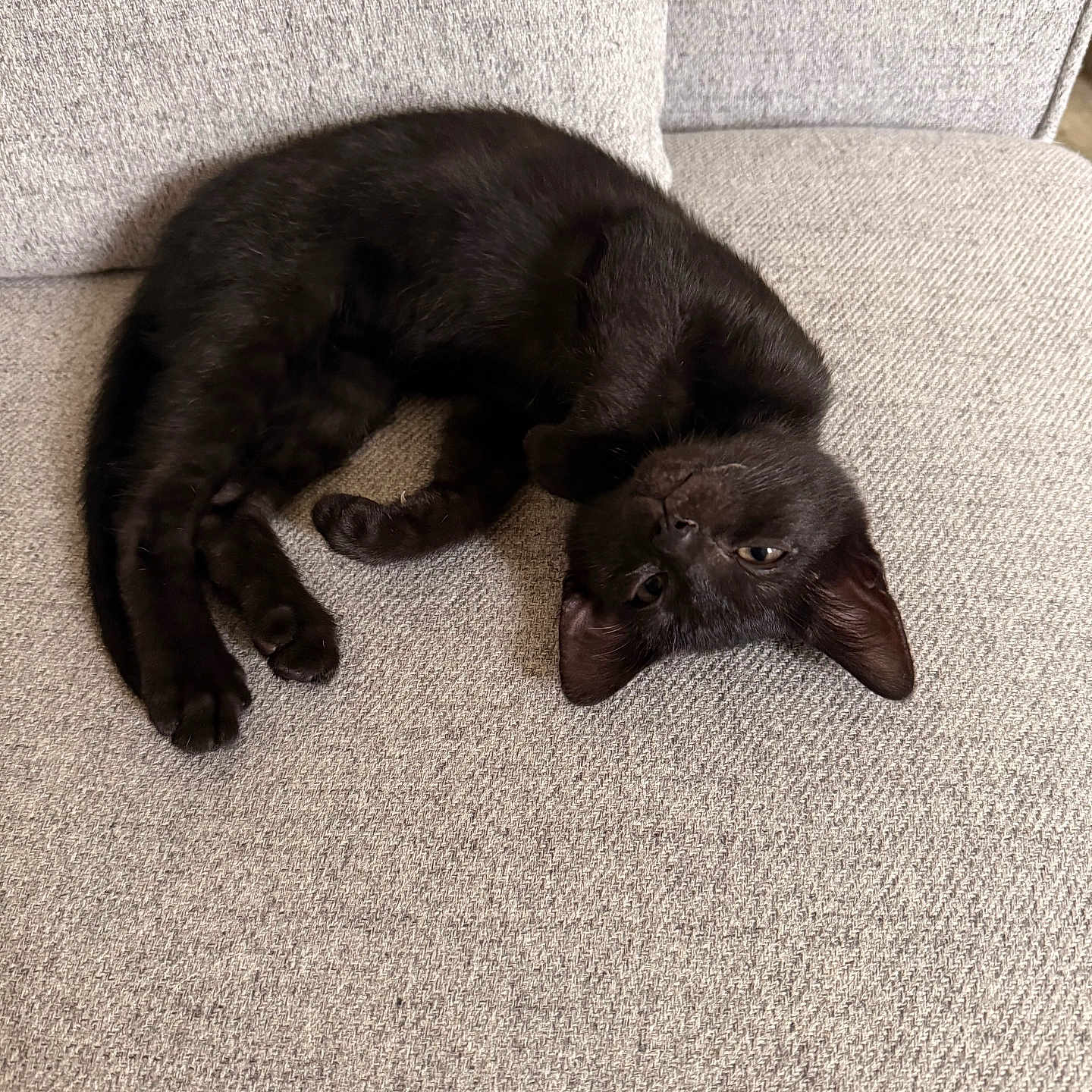 Kiloo participe au concours pour gagner de l'argent avec cette photo : animal, black_cat, couch, cozy, curious, cute, ears, feline, fur, gray, home, indoor, kitten, paw, pet, relaxed, resting, upside_down, whiskers, young_cat