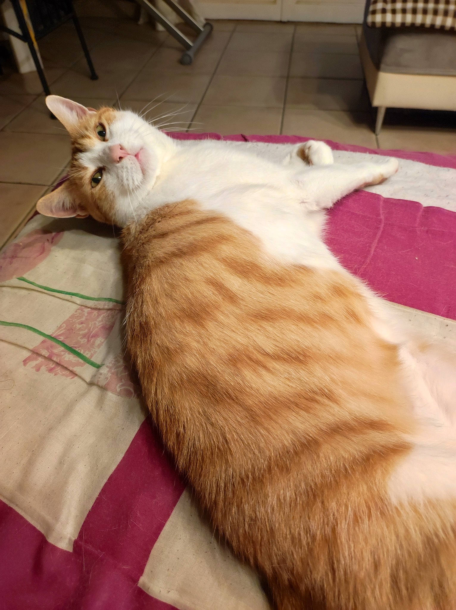 Roucky a rejoint le concours — aidez-le/la à gagner de superbes lots ! bed, carnivore, cat, comfort, domestic_short_haired_cat, fawn, felidae, flooring, fur, hardwood, linens, paw, room, small_to_medium_sized_cats, tail, whiskers, wood