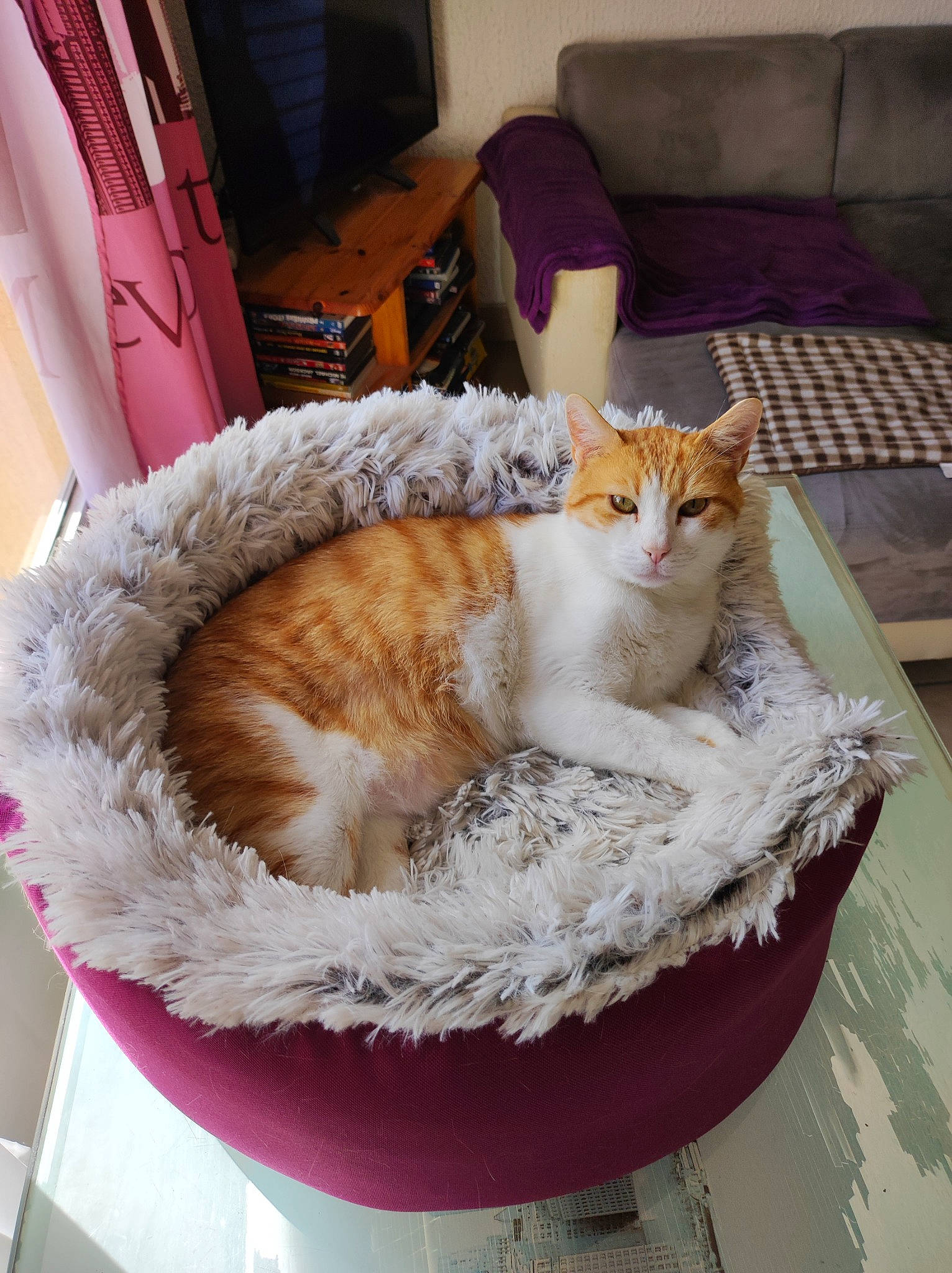Roucky participe au concours pour gagner de l'argent avec cette photo : carnivore, cat, cat_bed, cat_supply, chair, comfort, couch, domestic_short_haired_cat, fawn, felidae, flooring, fur, furniture, hardwood, linens, pet_supply, small_to_medium_sized_cats, tail, whiskers, wood