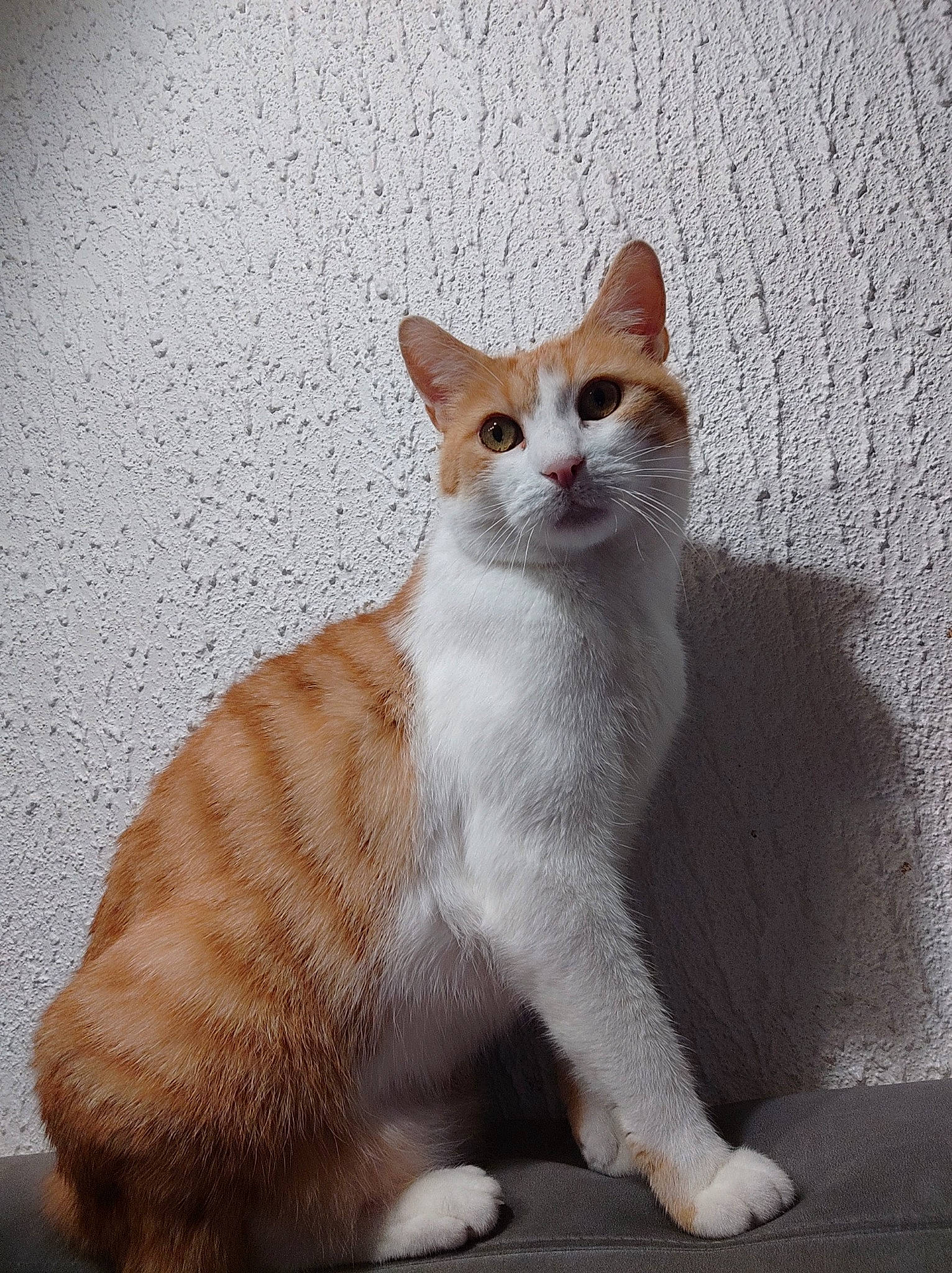 Roucky participe au concours pour gagner de l'argent avec cette photo : art, carnivore, cat, domestic_short_haired_cat, eye, fawn, felidae, fur, paw, sitting, small_to_medium_sized_cats, snout, tail, terrestrial_animal, whiskers, window, wood