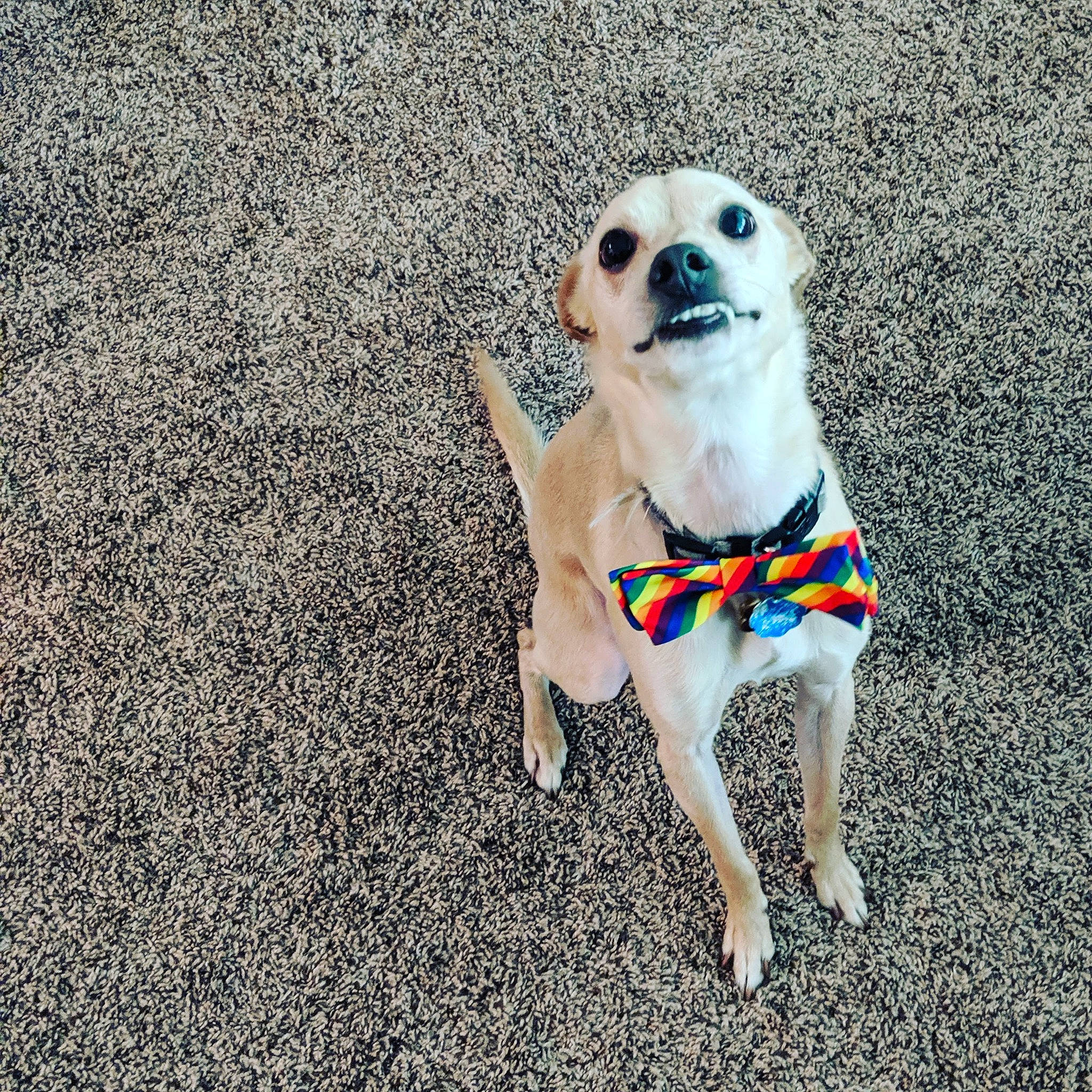 Wallis joined the competition — help win amazing prizes! adventure, canidae, carnivore, companion_dog, dog, dog_breed, dog_clothes, dog_collar, fashion_accessory, fawn, leash, mammal, paw, pug, puggle, puppy, snout, sporting_group, tail