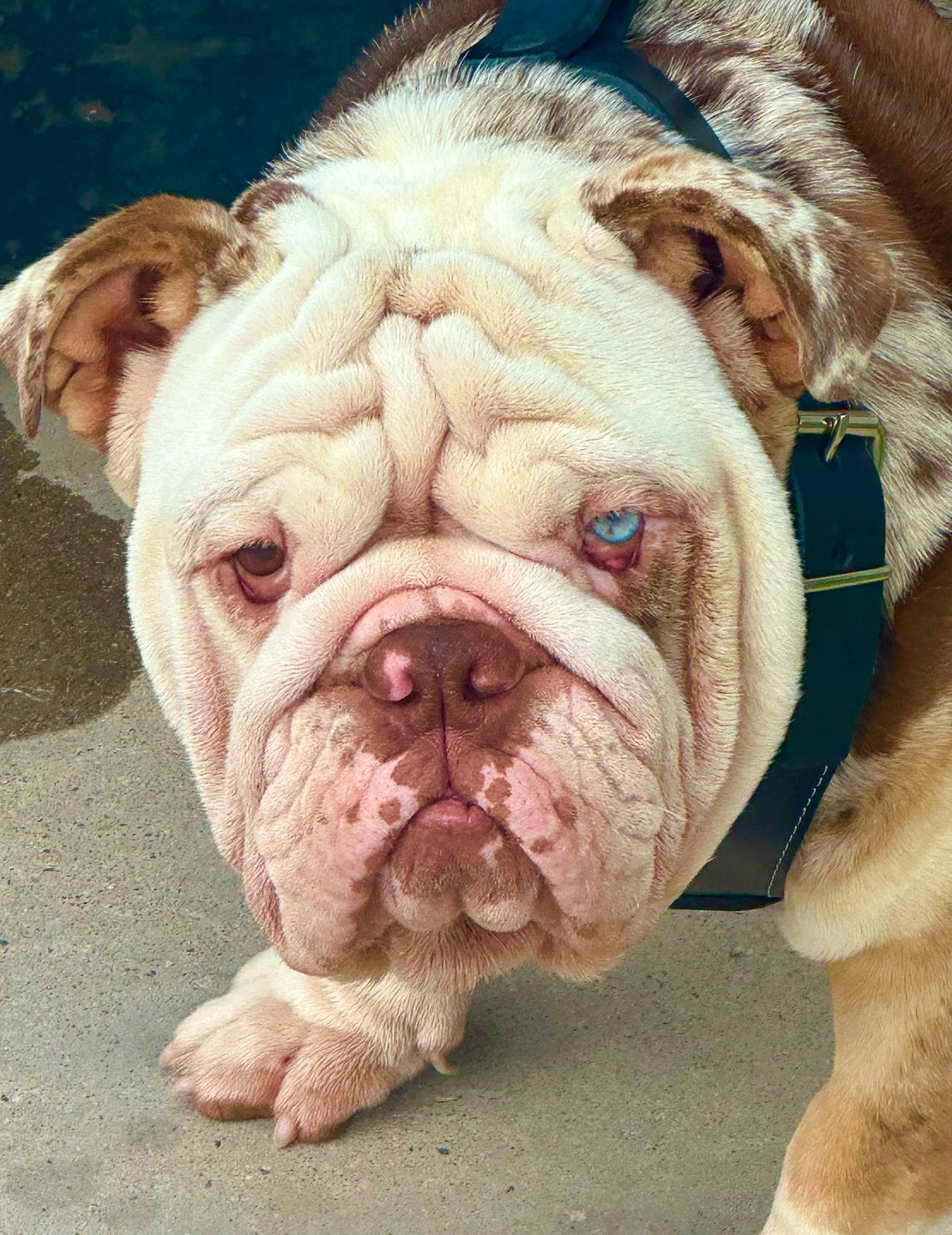 Iceman joined the competition — help win amazing prizes! beauty, bulldog, canidae, carnivore, close_up, companion_dog, dog, dog_breed, fawn, fur, grass, non_sporting_group, old_english_bulldog, snout, sporting_group, terrestrial_animal, whiskers, white_english_bulldog, working_animal, wrinkle
