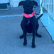 Luna B is registered to the contest to win money with this photo: dog, black_dog, collar, leash, concrete, driveway, house, door, railing, pet, animal, outdoor, sitting, tied, sidewalk, steps, daytime, shadow, canine, resting