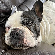 Ikki a rejoint le concours — aidez-le/la à gagner de superbes lots ! dog, french_bulldog, resting, sleepy, close_up, pet, leather_couch, black_and_white, fur, snout, face, ears, whiskers, domestic_animal, canine, animal, cute, relaxed, indoor, napping