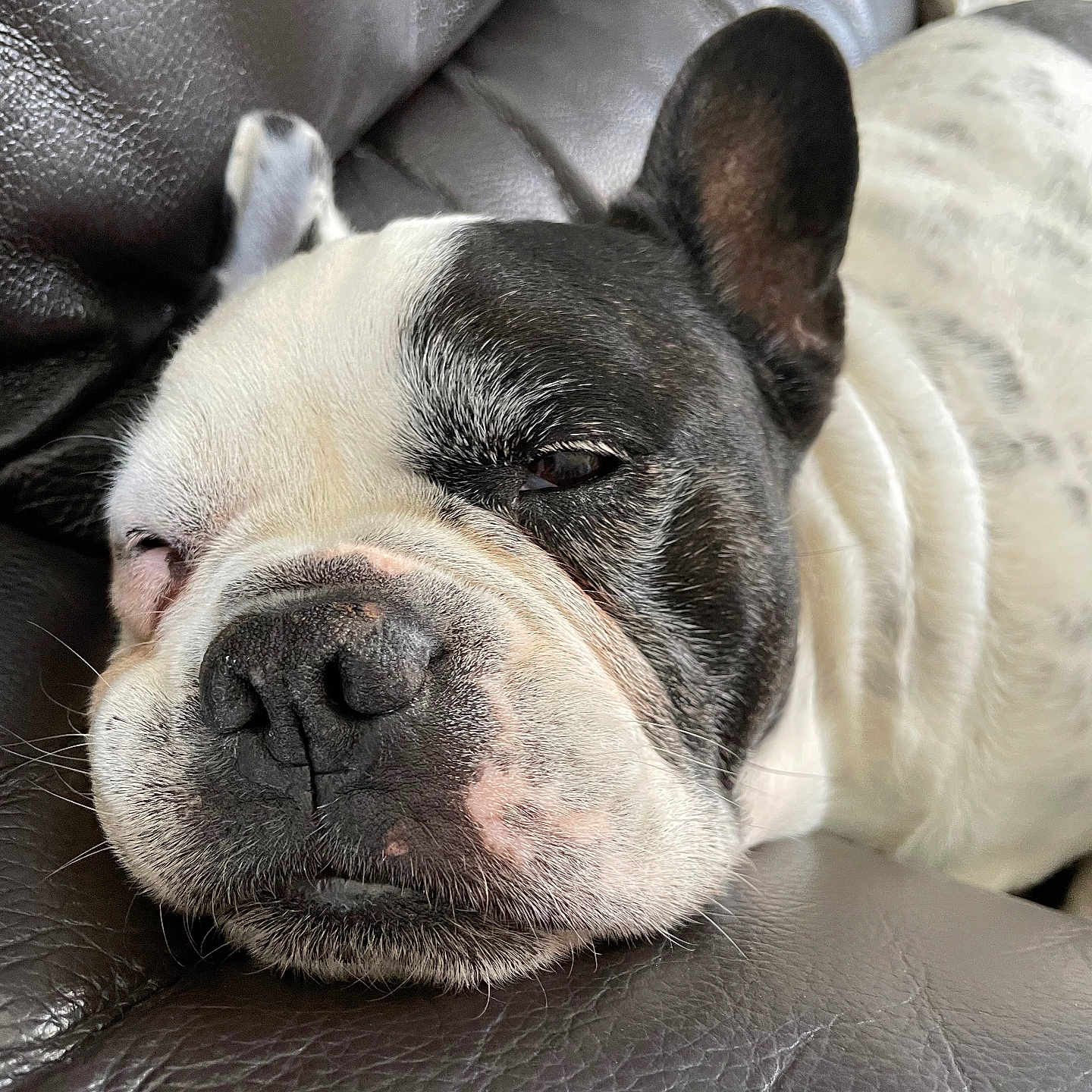 Ikki a rejoint le concours — aidez-le/la à gagner de superbes lots ! animal, black_and_white, canine, close_up, cute, dog, domestic_animal, ears, face, french_bulldog, fur, indoor, leather_couch, napping, pet, relaxed, resting, sleepy, snout, whiskers