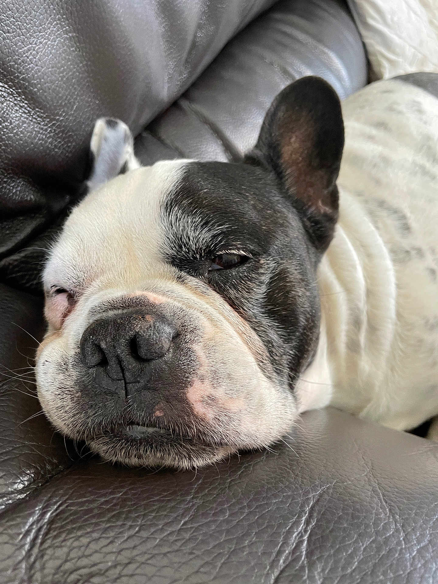 Ikki a rejoint le concours — aidez-le/la à gagner de superbes lots ! dog, french_bulldog, resting, sleepy, close_up, pet, leather_couch, black_and_white, fur, snout, face, ears, whiskers, domestic_animal, canine, animal, cute, relaxed, indoor, napping