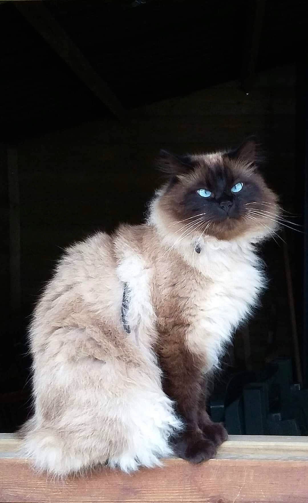 Apollon participe au concours pour gagner de l'argent avec cette photo : balinese, birman, carnivore, cat, electric_blue, fawn, felidae, fur, ragdoll, siamese, small_to_medium_sized_cats, snout, tail, terrestrial_animal, thai, tonkinese, whiskers