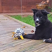 Amadeus participe au concours pour gagner de l'argent avec cette photo : animal, black_dog, blue_eyes, canine, companion, cute, dog, grass, leisure, outdoor, paw_prints, pet, playing, puppy, relaxing, soccer_ball, summer, toy, wooden_deck, yard