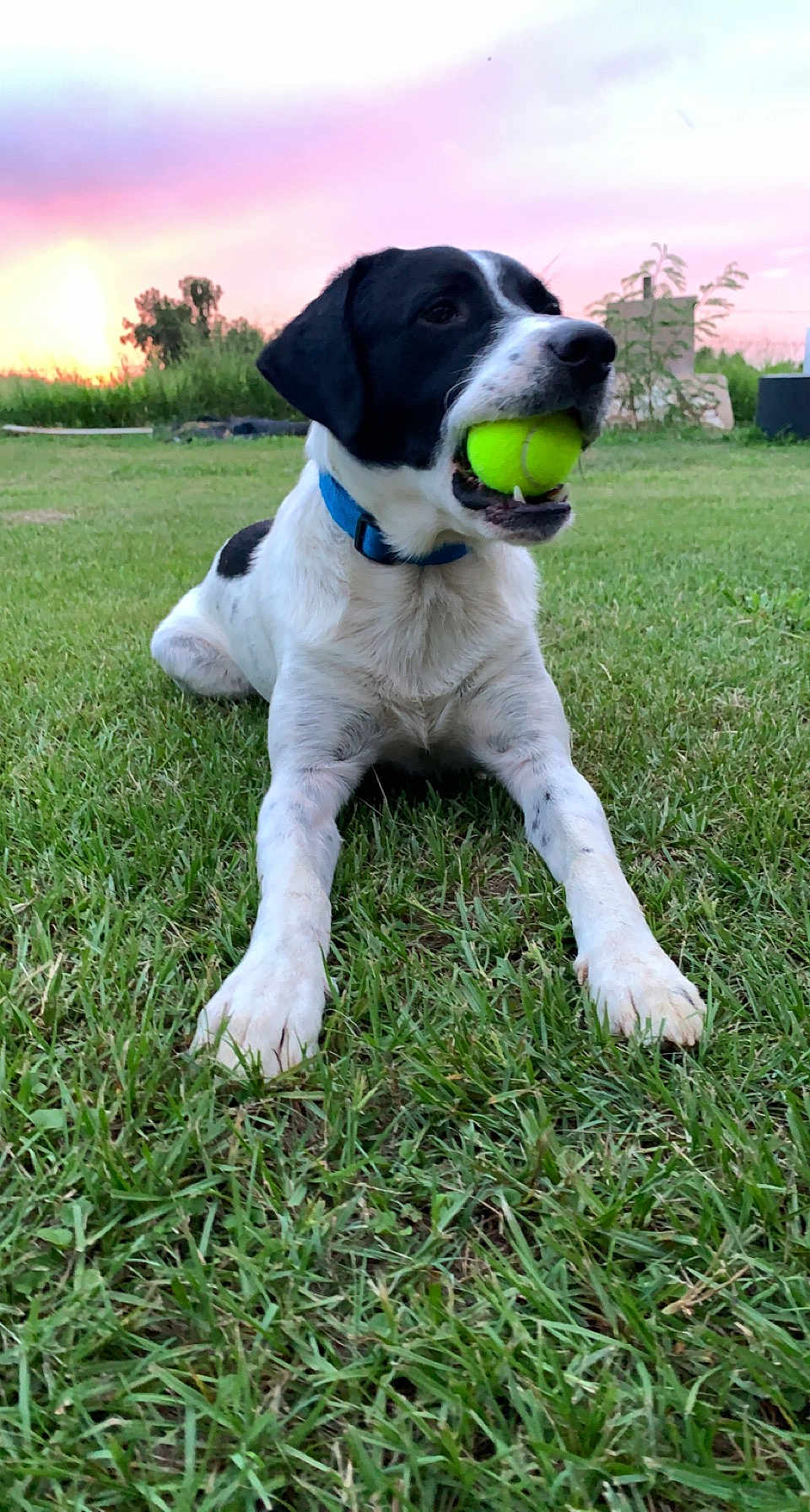 Oreo
