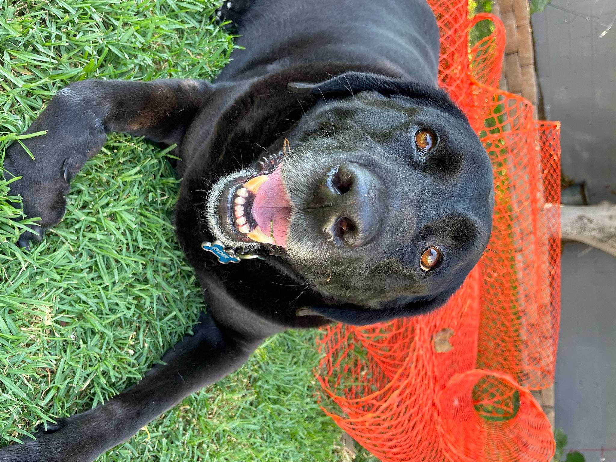 Ryder is registered to the contest to win money with this photo: borador, canidae, carnivore, collar, companion_dog, dog, dog_breed, dog_collar, dog_supply, fawn, fur, grass, gun_dog, personal_protective_equipment, pet_supply, plant, retriever, snout, sporting_group, working_animal