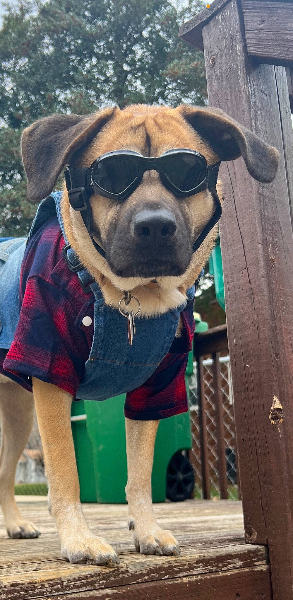 Hemi is registered to the contest to win money with this photo: carnivore, collar, companion_dog, dog, dog_breed, dog_clothes, dog_collar, dog_supply, eyewear, fawn, fur, goggles, leash, personal_protective_equipment, pet_supply, plant, snout, sunglasses, whiskers, working_animal