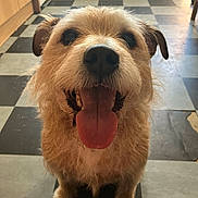 Benson joined the competition — help win amazing prizes! accessories, animal, architecture, bodypart, building, canine, dog, indoors, interiordesign, mouth, outdoors, person, pet, puppy, shelter, strap, terrier, tile, whitedog, wood