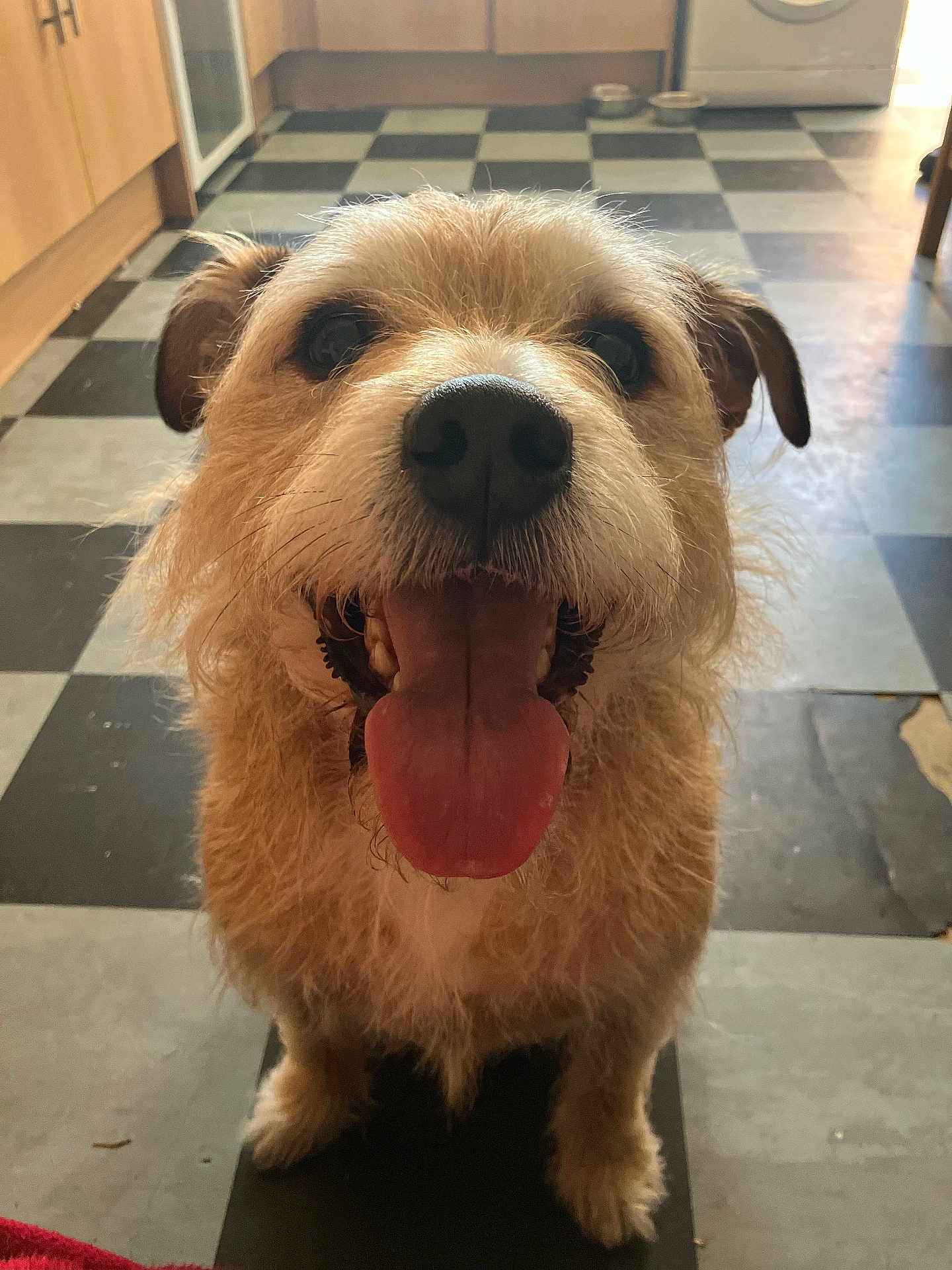 Benson joined the competition — help win amazing prizes! accessories, animal, architecture, bodypart, building, canine, dog, indoors, interiordesign, mouth, outdoors, person, pet, puppy, shelter, strap, terrier, tile, whitedog, wood