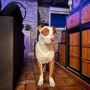Venom participe au concours pour gagner de l'argent avec cette photo : dog, brown_and_white, indoor, floor, tiles, cabinet, wooden, stone_wall, window, sofa, furniture, pet, animal, alert, standing, home, room, decor, curious, domestic