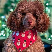 Matilda is registered to the contest to win money with this photo: dog, poodle, brown_dog, curly_fur, bandana, red_bandana, snowman_pattern, holiday, festive, portrait, pet, cute, fluffy, indoors, bokeh, decorative_lights, animal, canine, winter_theme, christmas