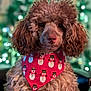 animal, bandana, bokeh, brown_dog, canine, christmas, curly_fur, cute, decorative_lights, dog, festive, fluffy, holiday, indoors, pet, poodle, portrait, red_bandana, snowman_pattern, winter_theme