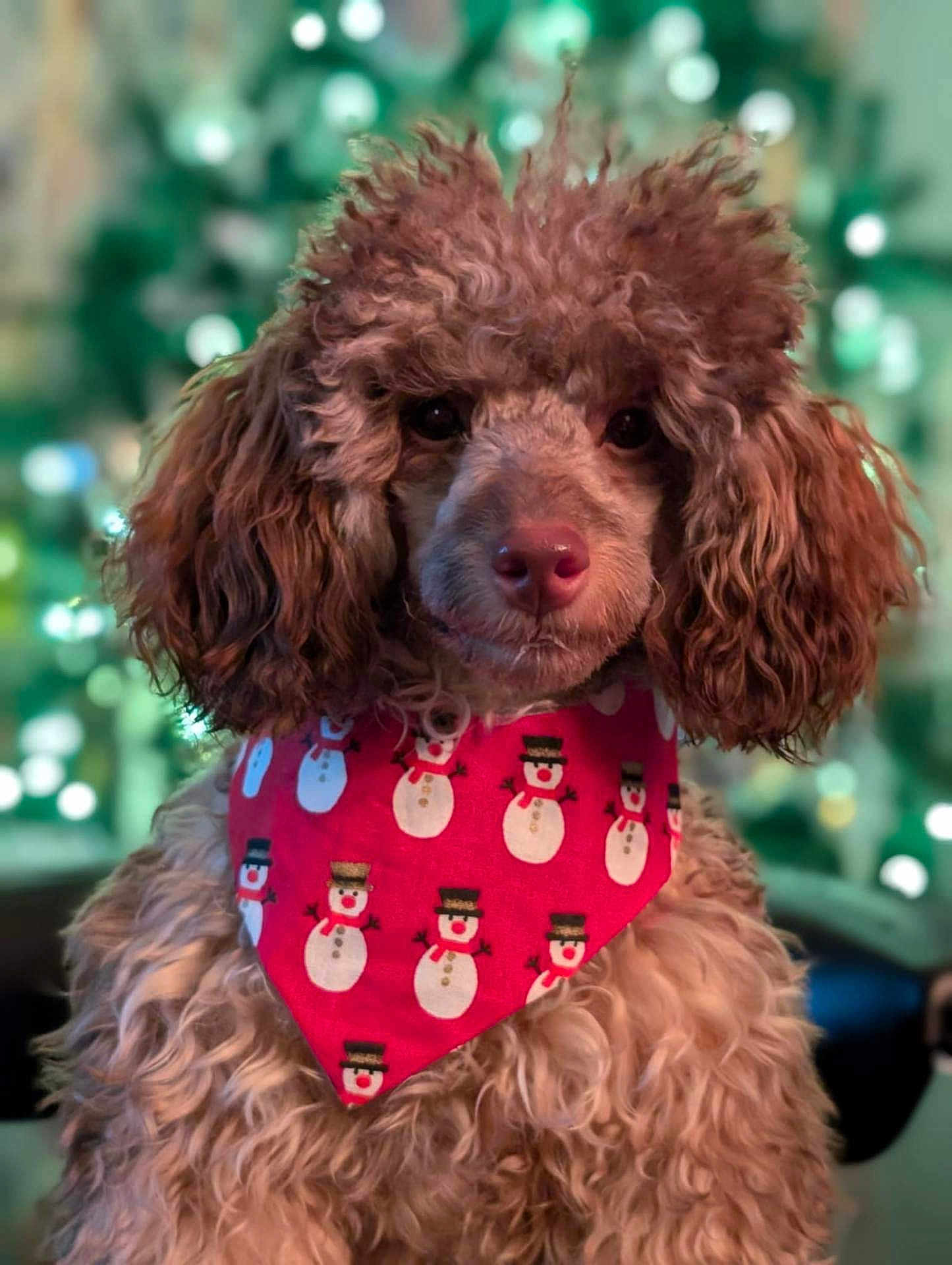 Matilda is registered to the contest to win money with this photo: dog, poodle, brown_dog, curly_fur, bandana, red_bandana, snowman_pattern, holiday, festive, portrait, pet, cute, fluffy, indoors, bokeh, decorative_lights, animal, canine, winter_theme, christmas