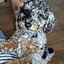 Violet is registered to the contest to win money with this photo: puppy, dog, curly_fur, brown, black, white, close_up, indoor, cute, pet, animal, floor, blurred_background, adorable, young_dog, furry, portrait, looking_up, paw, snout