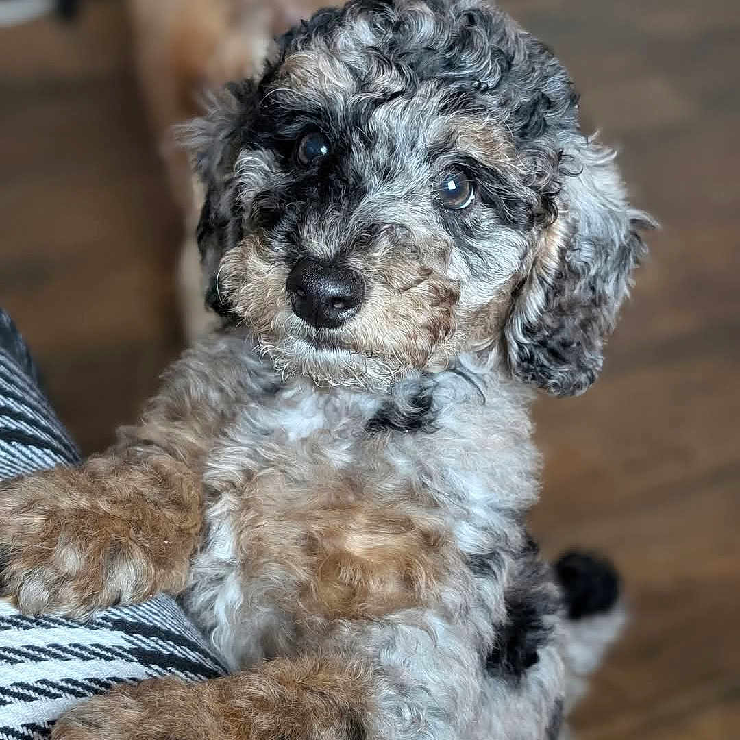 Violet is registered to the contest to win money with this photo: adorable, animal, black, blurred_background, brown, close_up, curly_fur, cute, dog, floor, furry, indoor, looking_up, paw, pet, portrait, puppy, snout, white, young_dog