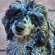 Violet joined the competition — help win amazing prizes! dog, curly_fur, close_up, portrait, outdoor, pet, animal, cute, brown_eyes, fluffy, face, muzzle, fur_texture, looking_up, canine, companion, friendly, adorable, domestic_animal, curious