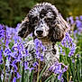 Violet is registered to the contest to win money with this photo: dog, poodle, black_and_white, curly_fur, flower_field, purple_flowers, nature, outdoor, pet, collar, greenery, summer, spring, close_up, portrait, cute, animal, grass, flora, canine