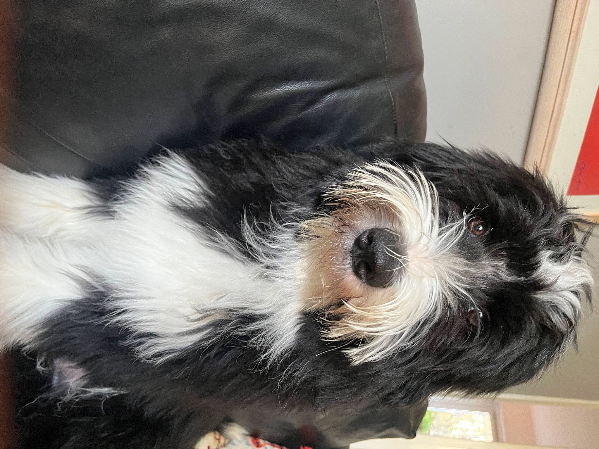 Walter joined the competition — help win amazing prizes! biewer_terrier, canidae, carnivore, companion_dog, dog, dog_breed, fur, liver, nap, non_sporting_group, paw, shih_poo, small_terrier, snout, sporting_group, tail, terrier, toy_dog, whiskers, working_animal