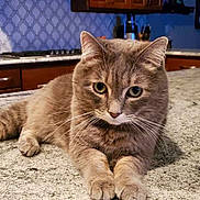 Cooper joined the competition — help win amazing prizes! cat, gray_cat, pet, animal, feline, indoor, kitchen, countertop, granite, fur, whiskers, ears, eyes, relaxed, lying_down, domestic, cozy, cabinet, appliance, curious