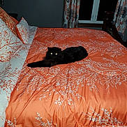 Tucker is registered to the contest to win money with this photo: black_cat, cat, bed, bedspread, pillow, orange, white, pattern, fluffy, indoor, window, curtain, furniture, resting, animal, pet, domestic, cozy, night, room