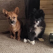 Oreo Stitch is registered to the contest to win money with this photo: dog, puppy, carpet, indoor, brown_dog, black_and_white_dog, pet, small_dog, cute, furry, ears, floor, animal, companion, domestic, two_animals, curious, sitting, home, cozy