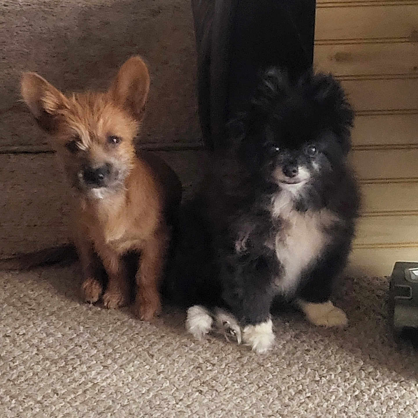 Oreo Stitch is registered to the contest to win money with this photo: animal, black_and_white_dog, brown_dog, carpet, companion, cozy, curious, cute, dog, domestic, ears, floor, furry, home, indoor, pet, puppy, sitting, small_dog, two_animals