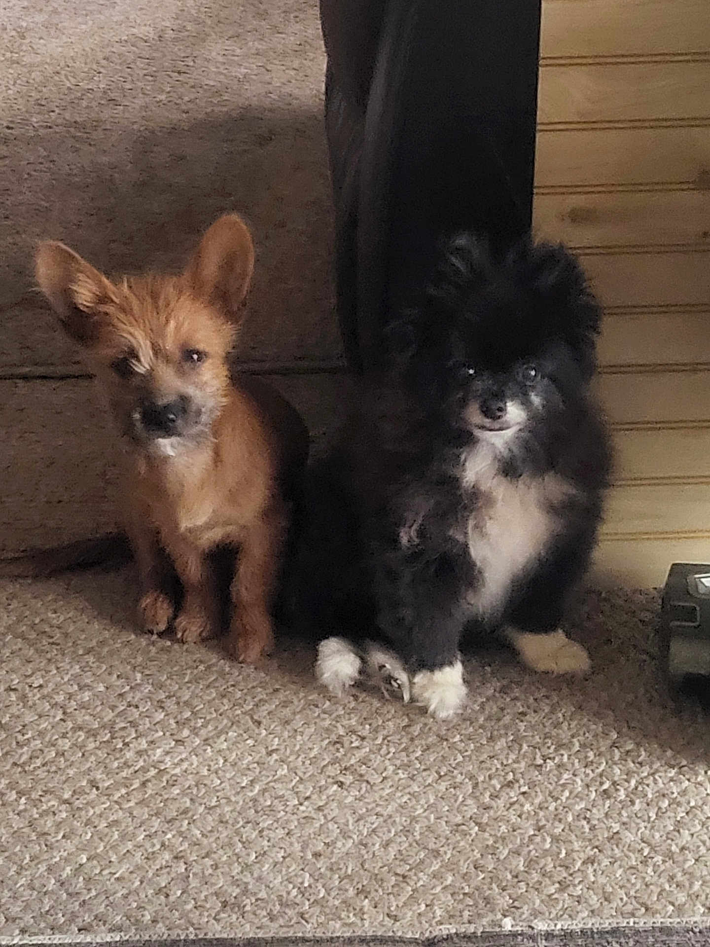 Oreo Stitch is registered to the contest to win money with this photo: dog, puppy, carpet, indoor, brown_dog, black_and_white_dog, pet, small_dog, cute, furry, ears, floor, animal, companion, domestic, two_animals, curious, sitting, home, cozy