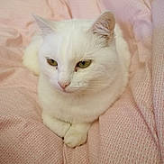 Chouchoute participe au concours pour gagner de l'argent avec cette photo : cat, white_cat, pet, animal, feline, green_eyes, fur, cute, domestic_cat, resting, bed, blanket, pink, cozy, whiskers, ears, closeup, indoor, soft, relaxed