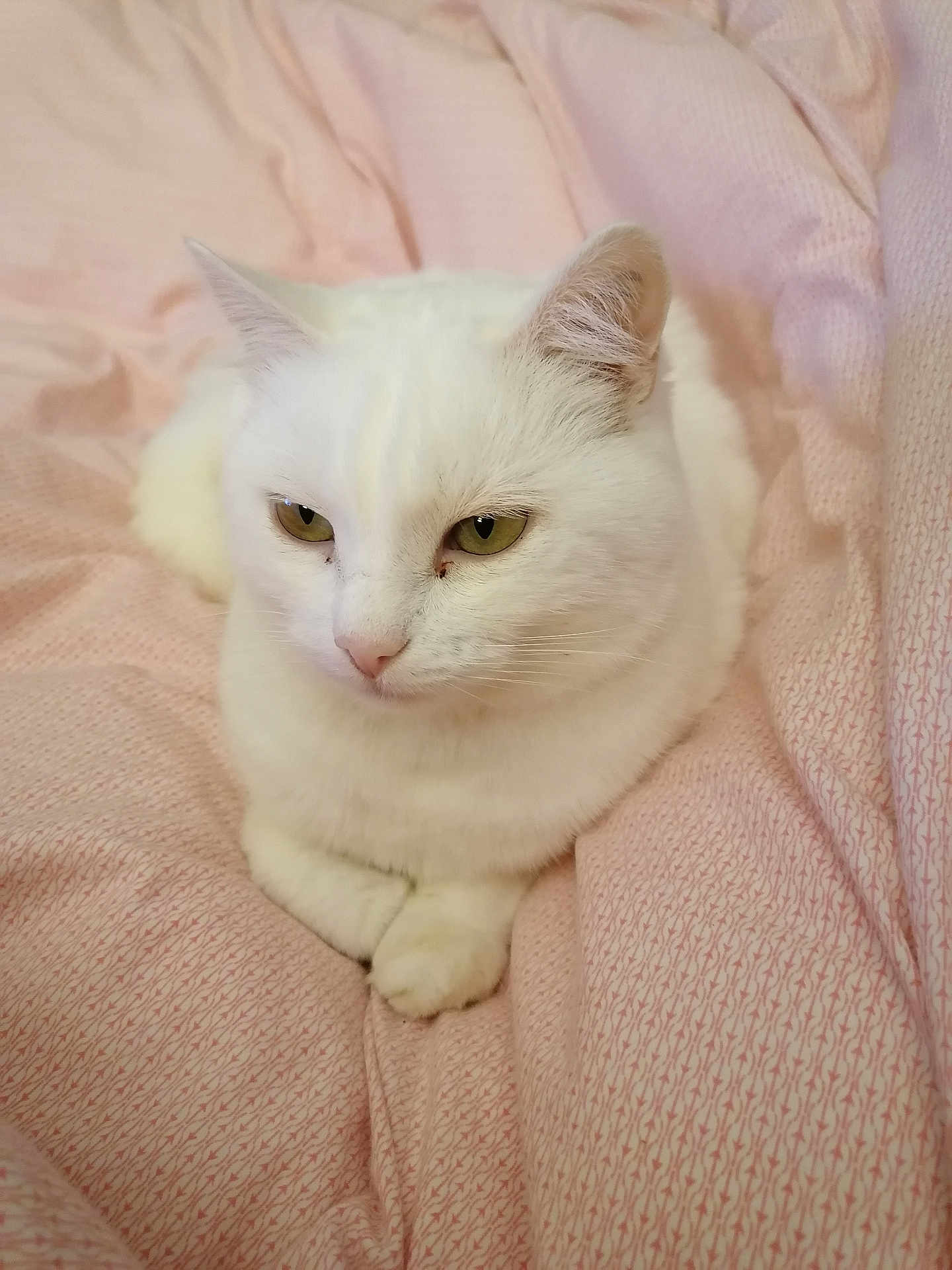 Chouchoute participe au concours pour gagner de l'argent avec cette photo : cat, white_cat, pet, animal, feline, green_eyes, fur, cute, domestic_cat, resting, bed, blanket, pink, cozy, whiskers, ears, closeup, indoor, soft, relaxed