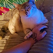 Gypsy joined the competition — help win amazing prizes! cat, hand, paw, tattoo, blanket, indoor, resting, relaxed, animal, pet, feline, colorful_background, soft_texture, closeup, comfort, warm_lighting, human, touch, friendship, sleepy