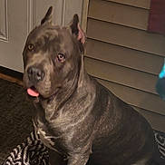 Hercules joined the competition — help win amazing prizes! dog, pet, indoor, blanket, door, carpet, animal, canine, ears, tongue, sitting, fur, brown, medium_size, domestic, companion, cute, looking_up, floor, home