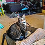 Willow is registered to the contest to win money with this photo: animal, bed, blanket, cat, clutter, collar, curtains, domestic, floor, furniture, green_eyes, household_items, indoor, looking, pet, plaid, room, sitting, tabby_cat, window