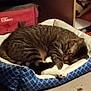 Willow is registered to the contest to win money with this photo: animal, bed, cat, cozy, domestic_cat, floor, fur, furniture, household, indoor, mammal, paw, pet_bed, quiet, red_bag, relaxing, resting, sleeping, striped_fur, tabby_cat