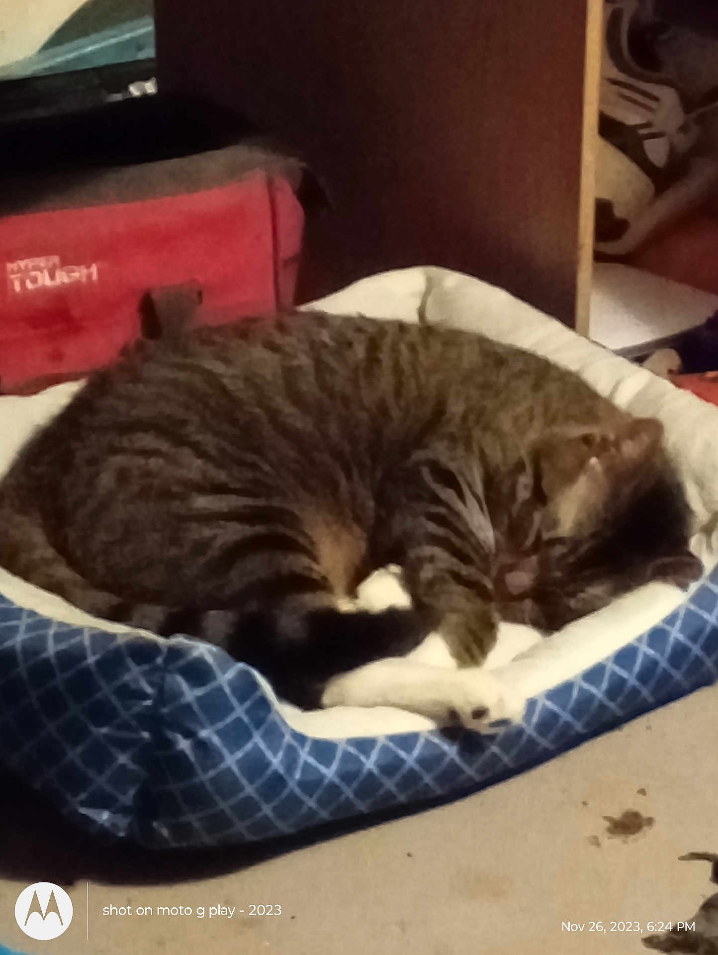 Willow