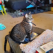 Willow joined the competition — help win amazing prizes! bed, blanket, cat, clutter, collar, curious, domestic, floor, furniture, green_eyes, indoor, paper, pet, pet_bed, plaid, plastic_bottle, room, tabby_cat, toy, wall
