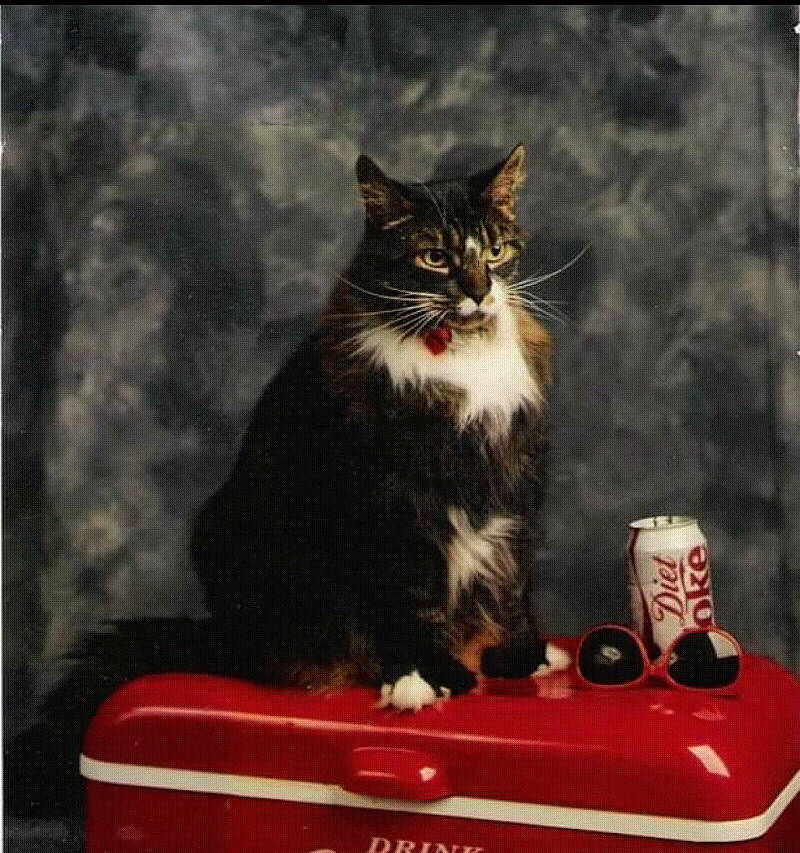 Munchie joined the competition — help win amazing prizes! box, carnivore, cat, cat_supply, domestic_short_haired_cat, drink, drinkware, felidae, fur, grass, rectangle, serveware, sitting, small_to_medium_sized_cats, tail, tin, whiskers