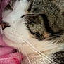 cat, tabby_cat, close_up, sleeping, whiskers, fur, nose, blanket, pink_blanket, cozy, domestic_cat, pet, portrait, snout, eyelid, nap, soft_texture, indoor, relaxed, muzzle