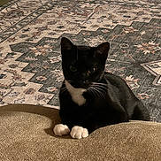 Pixi joined the competition — help win amazing prizes! animal, black_cat, cat, companion, cozy, cushion, cute, domestic, ears, feline, floor, home, indoor, patterned_rug, pet, relaxed, resting, rug, whiskers, white_paws