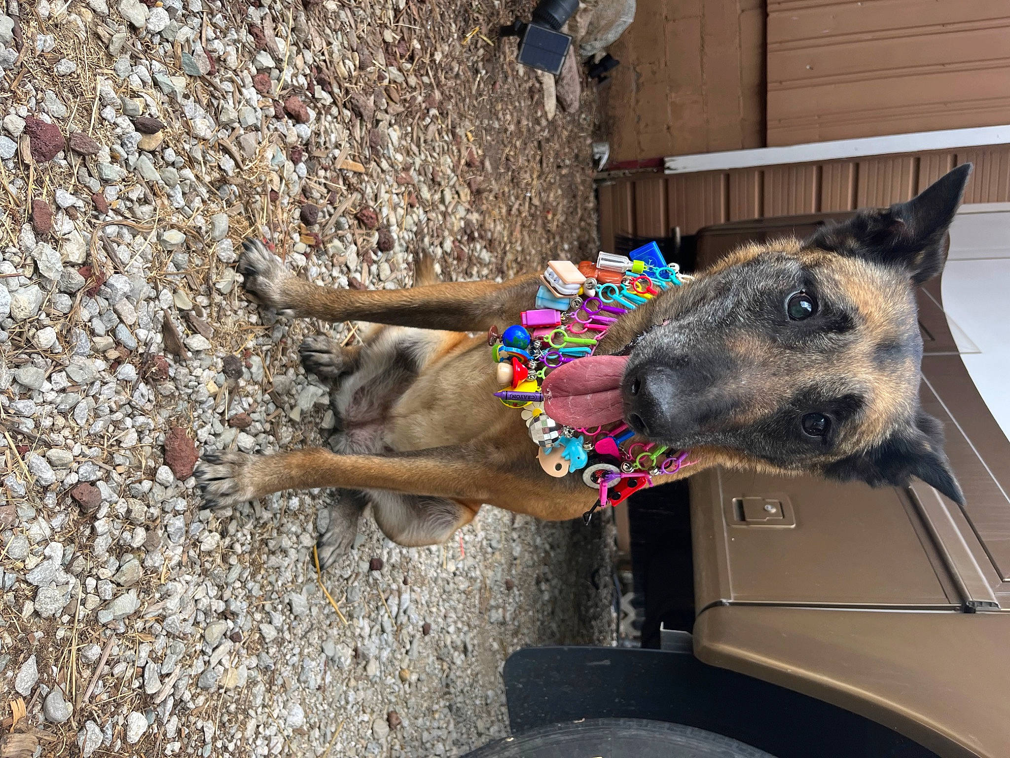 Lolo is registered to the contest to win money with this photo: canidae, carnivore, collar, dog, dog_breed, dog_collar, dog_supply, fashion_accessory, fawn, fur, human_leg, leash, non_sporting_group, paw, pet_supply, snout, sporting_group, working_animal