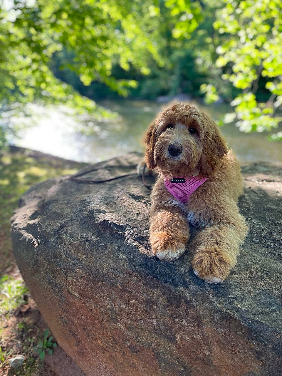 Willow is registered to the contest to win money with this photo: canidae, carnivore, companion_dog, dog, dog_breed, fawn, forest, grass, landscape, liver, plant, soil, spaniel, sporting_group, terrier, toy_dog, tree, trunk, water_dog, wood