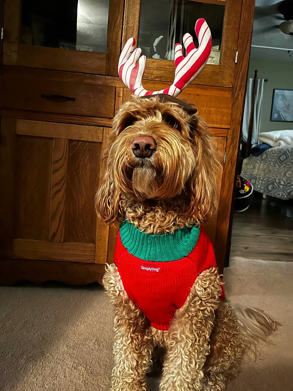 Willow is registered to the contest to win money with this photo: canidae, carnivore, collar, companion_dog, dog, dog_breed, dog_clothes, dog_collar, dog_supply, fawn, fur, leash, liver, pet_supply, snout, sporting_group, toy_dog, water_dog, wood, working_animal