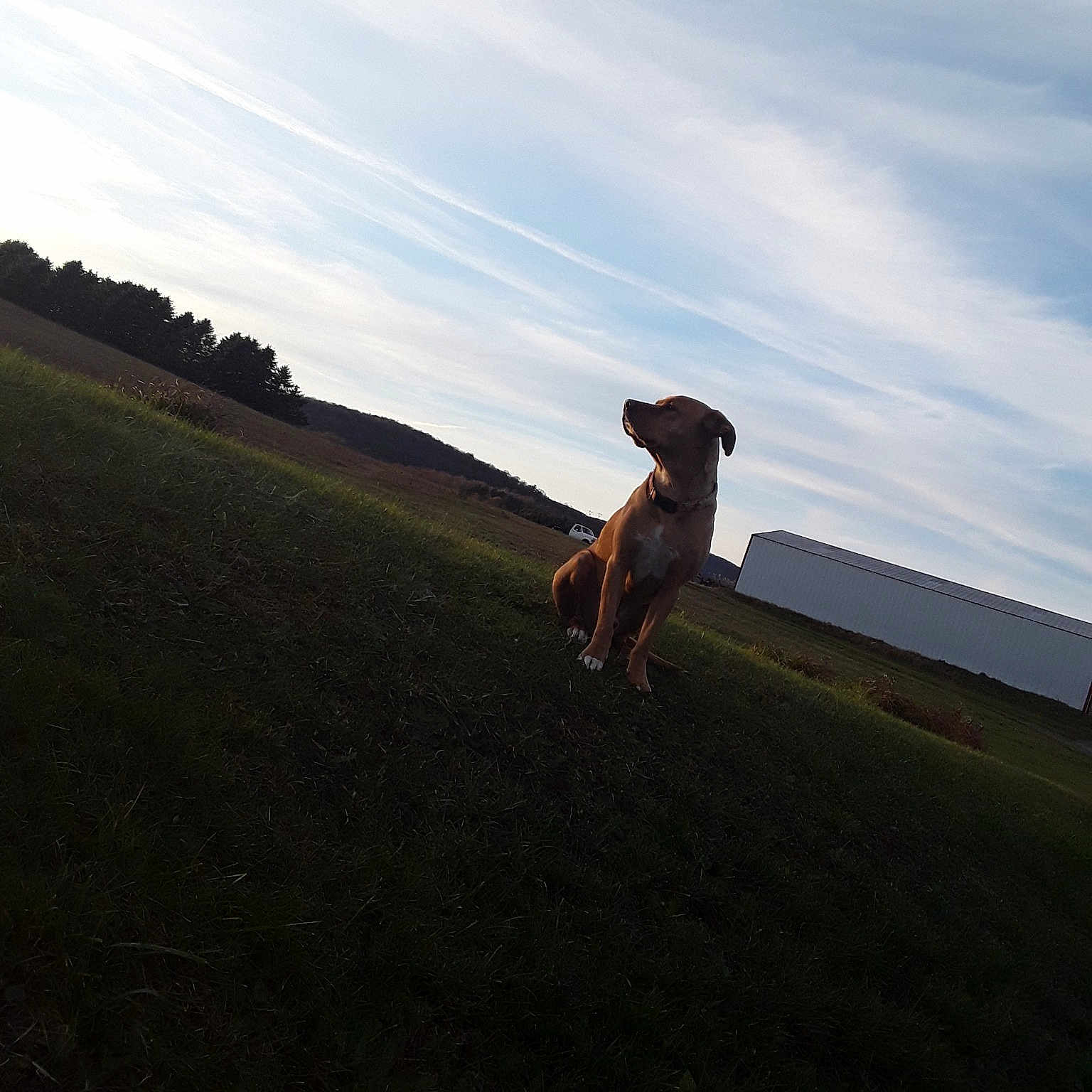 Otis joined the competition — help win amazing prizes! canidae, carnivore, cloud, dog, dog_breed, dog_walking, evening, fawn, field, hill, hunting_dog, lurcher, meteorological_phenomenon, mountain, puggle, sky, sporting_group, whippet
